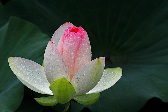 雨后荷花更娇艳。。。。。。_老鱼浪漫_新...