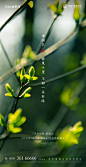 WeChat / 系列单图 / 地产 / 中式海报 / 世茂 / 国风紫帽 / 植树节