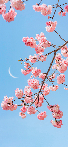 早安凡采集到山花烂漫