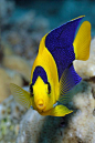 【海洋生物】生活在大海中色彩缤纷的鱼类