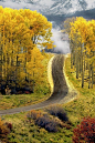 Aspen Road...Boulder Colorado - beautiful yellows, cool crisp air, love fall.  If only the seasons went from spring, to summer, to fall, to spring again (I wouldn't miss the winter): 