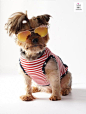 4th of July, July 4th, American Dog Shirt, July 4 dog shirt, Independence Day, Independence Day, Red White and Blue, Pet tops, Small dog #independenceday