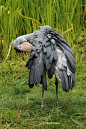 Shoebill Stork
(photo by horst peters)