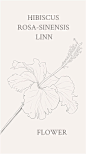 朱槿（学名：Hibiscus rosa-sinensis Linn. ）：又名扶桑、佛槿、中国蔷薇。花语:纤细美、体贴之美、永保清新之美。@curry100