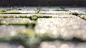 General 1920x1080 depth of field nature pavements bokeh grass tilt shift sunlight worm's eye view photography blurred