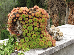 墨墨大娃娃采集到Succulent.▕ 多肉植物。