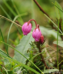 十四公主~采集到花