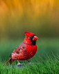 Mr. Cardinal is Back by Perry Hoag on 500px