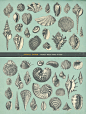 包装植物手绘海洋生物贝壳乌龟鱼类品种AI+PS矢量设计素材 (3)