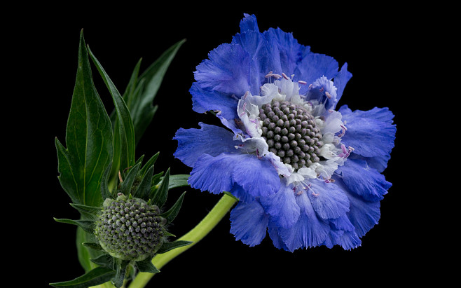 华北蓝盆花？
Blue flower. ...