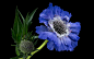 华北蓝盆花？
Blue flower. by kees ijzerman on 500px