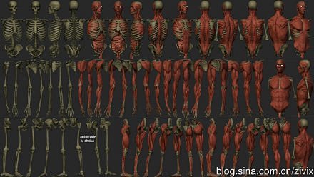 【人体结构】男性人体参考套图，小编强烈推...