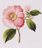 camellia-japonica-colour-co.jpg (450×519)