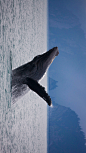 一头一跃而起的驼背鲸，阿拉斯加的基奈峡湾国家公园 (© Ron Niebrugge/Alamy)
这只以其跃出水面姿势、超长的前翅与复杂的叫声而闻名的座头鲸正在展现它完美的背部曲线，同时也形成基奈峡湾国家公园内闪亮的风景线。