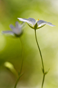  Stitchwort 