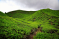 The Green Hills of Cameron Highlands : M AlHarby创作的The Green Hills of Cameron Highlands