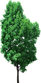 PNG免抠透明背景鲜花树木植物
@ABC输入法