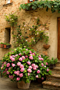 #庭院# #花园# #田园#
Hydrangeas in Pienza by ~TuscanSon on deviantART