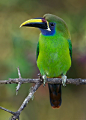 绿巨嘴鸟
Emerald Toucanet