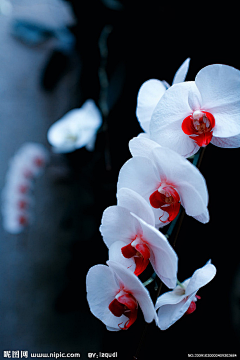 Linens采集到花の向こう