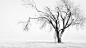 General 1920x1080 artwork landscape snow winter trees bright white simple mist nature branch white background monochrome