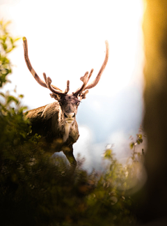 墨墨大娃娃采集到Deer.▕ 是鹿呢。