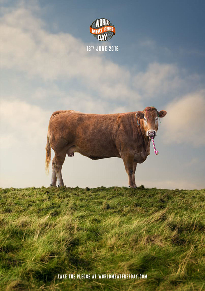 photo animals cow sh...