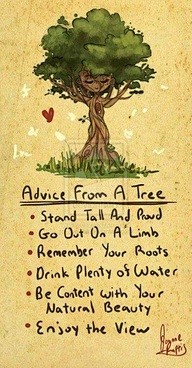 来自一棵树的建议
