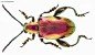 紫茎甲（Sagra femorata）！产于东南亚，金花虫科的甲虫，成群聚集在树干上，咬破树皮，饮用树汁，雄性强壮的大腿用于相互缠绞角力，争夺雌性。