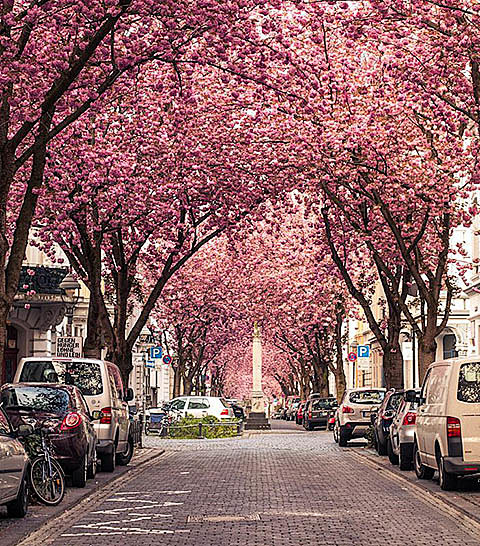  德国、Bonn街道、德国波恩的樱花隧道...