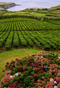 种植园，亚速尔群岛葡萄牙和茶
