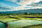 Rice field in Thailand by Jakrapong Sombatwattanangkool on 500px