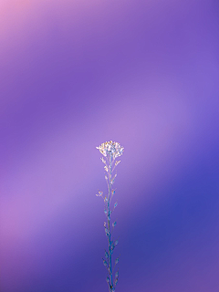 森林中采集到Photo.Purple