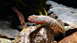 纹腮吻虾虎，产自广西，5cm，成体体型比溪吻大。春天的纹腮，的确有不凡的表现，体色更加红艳