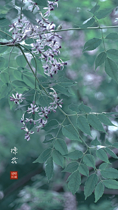 墨白笑采集到花语