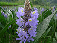 花海大盗采集到花卉