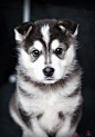 Beautiful Akita Puppy #dog #akita #animal