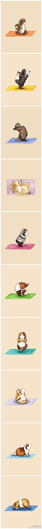 练瑜伽的小仓鼠