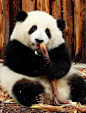 大熊猫花花的搜索结果_百度图片搜索
