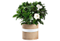 盆栽 植物 绿色叶子 透明素材 png 免扣素材 北欧植物抠图  栀子花