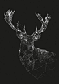 stag