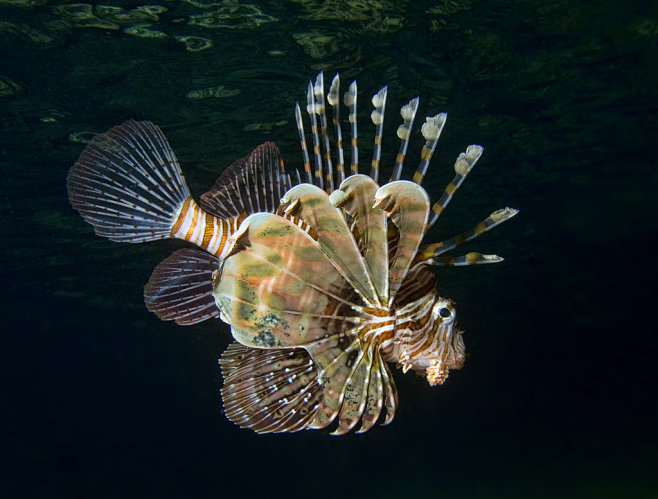 Lionfish (Pterois mi...