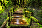 Beautiful rain forest at ang ka nature trail : Beautiful rain forest at ang ka nature trail in doi inthanon national park, Thailand