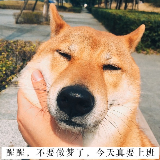 我有一个平凡的志愿：我要红 | 柴犬大富...