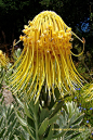 yellow rocket var. luteum flowers