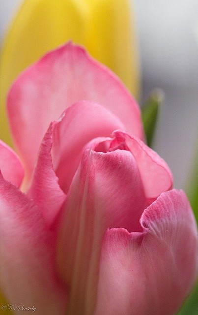 ~~Pink tulip petals ...