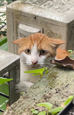 猫の猫采集到喵星人