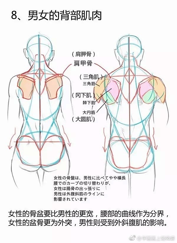 超级详细的男女背部画法以及区别讲解，如何...