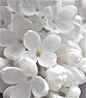 white lilac