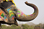 General 1920x1280 animals elephant body paint Holi India colorful depth of field flowers painting festivals decorations nature photography tattoo wildlife trunks happy Deepavali